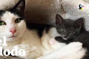 Gato abre puertas para poder estar con sus hermanos adoptivos | El Dodo