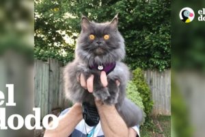 Gato valiente viaja alrededor del mundo hasta su nuevo hogar | El Dodo