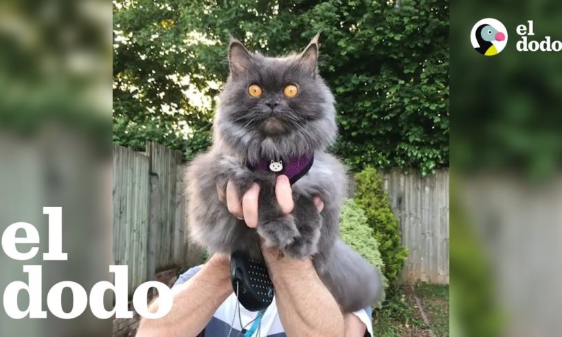 Gato valiente viaja alrededor del mundo hasta su nuevo hogar | El Dodo