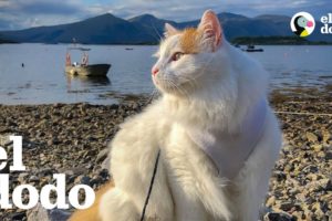 Gato y su familia viven juntos en un velero | El Dodo