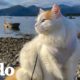 Gato y su familia viven juntos en un velero | El Dodo