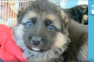 German Shepherd Puppies Sleeping is the CUTEST - Puppy Love