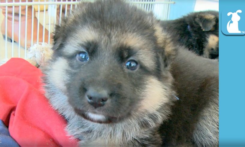 German Shepherd Puppies Sleeping is the CUTEST - Puppy Love