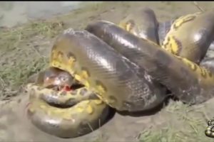 Giant Anaconda VS Crocodile ... The Most Dangerous Wild Animals Fights