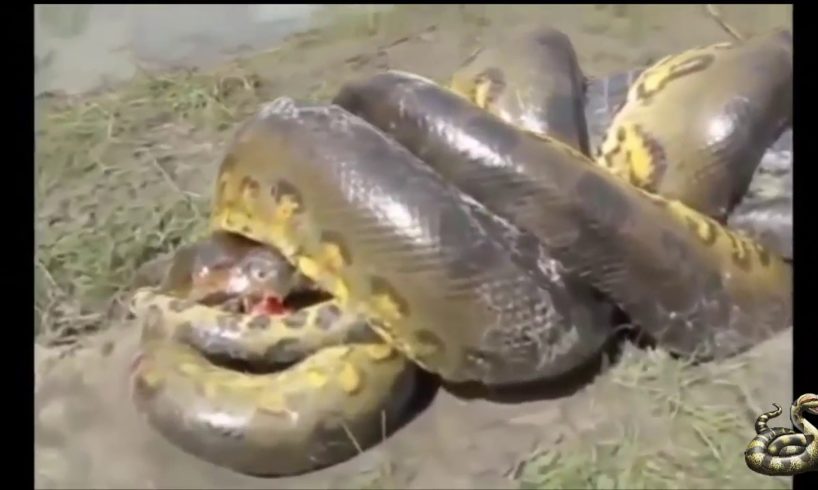 Giant Anaconda VS Crocodile ... The Most Dangerous Wild Animals Fights