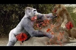 Giant Animal vs Animal Fights with Surprising Endings - Real Fight