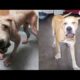 Giant Dog Rescued From Street Is SO Happy Now | The Dodo
