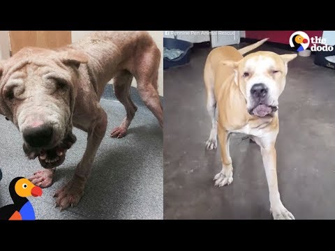 Giant Dog Rescued From Street Is SO Happy Now | The Dodo