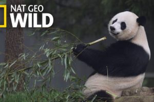 Giant Pandas 101 | Nat Geo Wild