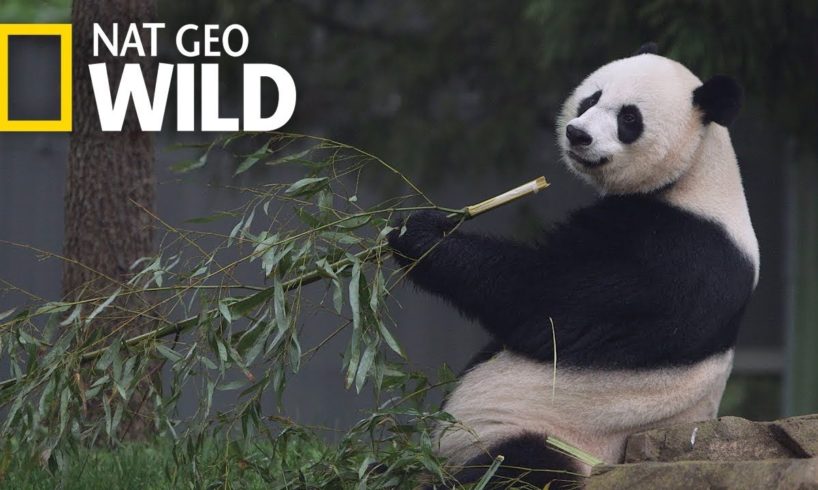 Giant Pandas 101 | Nat Geo Wild