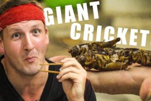 Giant crickets and cricket pizza in Vietnam