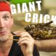 Giant crickets and cricket pizza in Vietnam