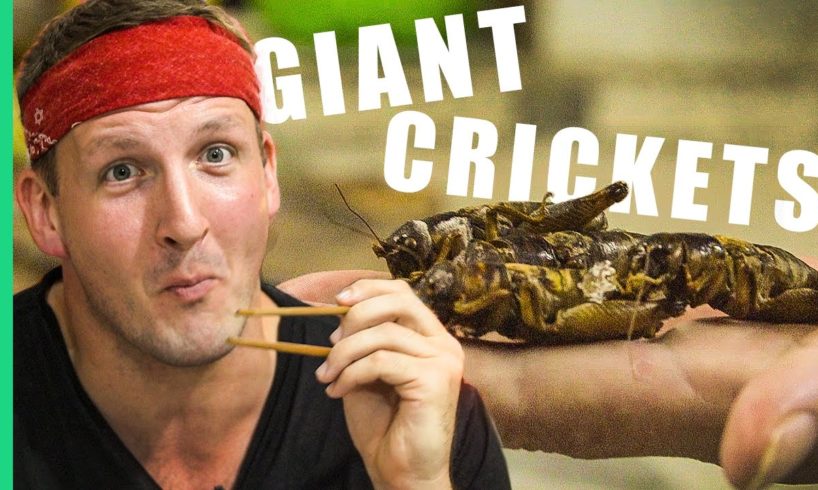 Giant crickets and cricket pizza in Vietnam