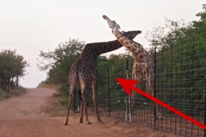 Giraffe fight over electrified fence in South Africa | Unusual African animal fights