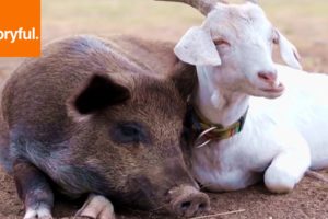 Goats and Piglets Play Together On Farm (Storyful, Wild Animals)