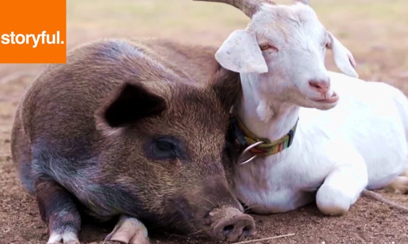Goats and Piglets Play Together On Farm (Storyful, Wild Animals)