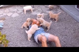 Golden Retriever Puppy Attack - Cute Puppies Attack Compilation