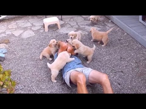 Golden Retriever Puppy Attack - Cute Puppies Attack Compilation