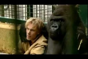 Gorilla Gorilla - Damian Aspinall & Kifu at Howletts Wild Animal Park, Kent