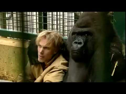 Gorilla Gorilla - Damian Aspinall & Kifu at Howletts Wild Animal Park, Kent