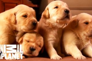 Growing Up Golden: Golden Retriever Puppies | Too Cute!