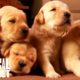 Growing Up Golden: Golden Retriever Puppies | Too Cute!