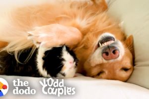 Guinea Pig Follows His Favorite Golden Retriever EVERYWHERE | The Dodo Odd Couples