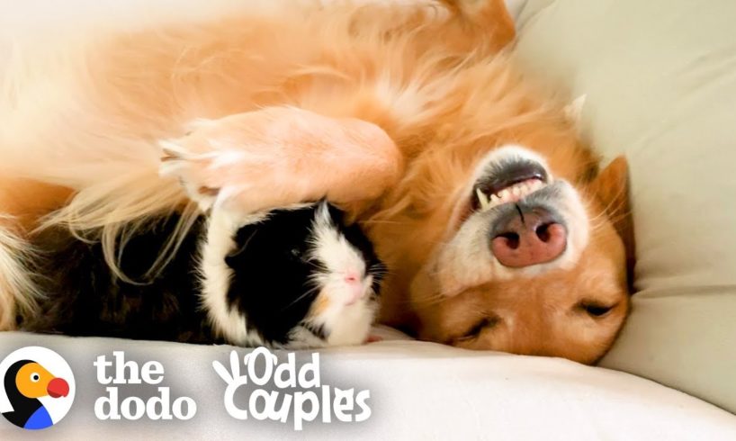 Guinea Pig Follows His Favorite Golden Retriever EVERYWHERE | The Dodo Odd Couples