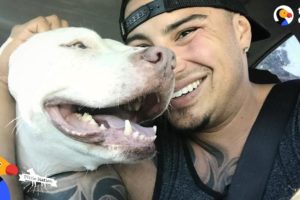 Guy Falls in Love With Pit Bull Dog So He Adopts Three More | The Dodo Pittie Nation