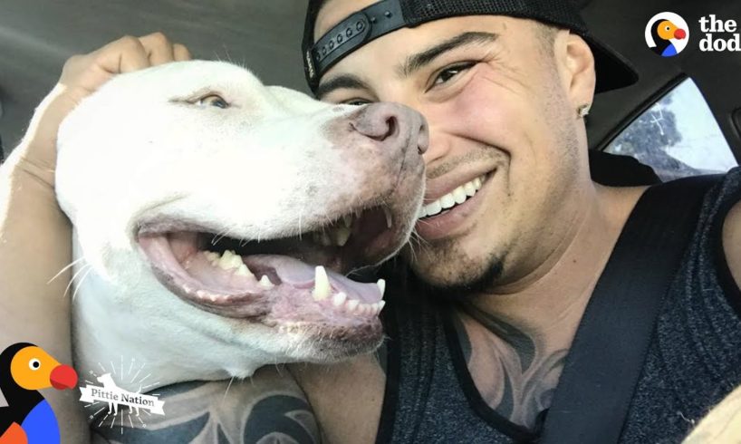 Guy Falls in Love With Pit Bull Dog So He Adopts Three More | The Dodo Pittie Nation