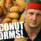 HOW TO EAT COCONUT WORMS! (Inspirational)