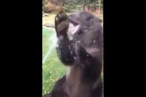 Happy Bear Playing With Water - Funny Animals