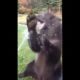 Happy Bear Playing With Water - Funny Animals