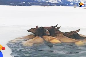 Herd of Elk Rescued After Falling Through Ice | The Dodo