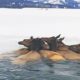 Herd of Elk Rescued After Falling Through Ice | The Dodo
