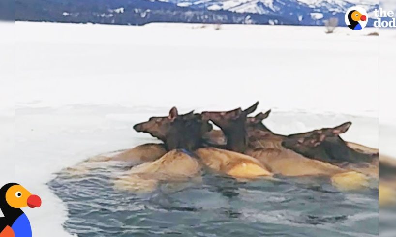 Herd of Elk Rescued After Falling Through Ice | The Dodo