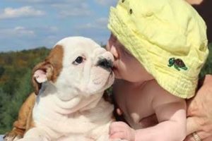 Hilarious Bulldog Puppies and Babies playing together - Cutest Puppy and Baby Ever