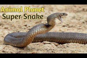 Hindi Documentary  Super Snakes in Hindi