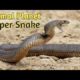 Hindi Documentary  Super Snakes in Hindi