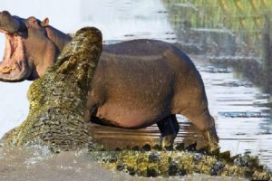 Hippo attack Crocodile | Animal fight back Crocodile catch Leopard and dog Lion vs Crocodile
