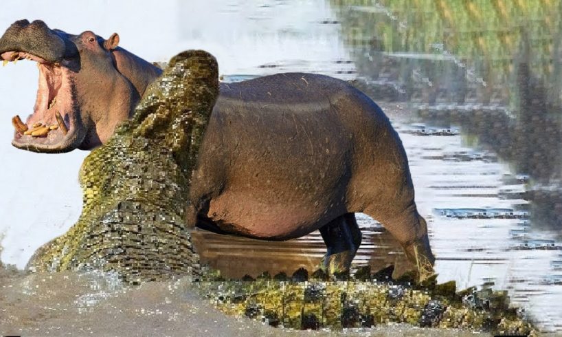 Hippo attack Crocodile | Animal fight back Crocodile catch Leopard and dog Lion vs Crocodile