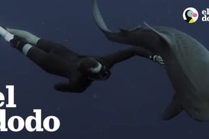 Hombre atacado por tiburón los quiere salvar a todos | El Dodo
