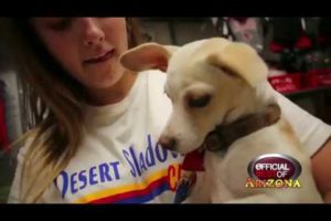 Home Fur Good - Best Animal Rescue - Arizona 2018