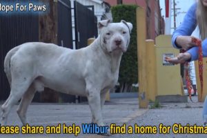 Homeless and abused, this Pit Bull didn't lose HOPE that something amazing will happen!