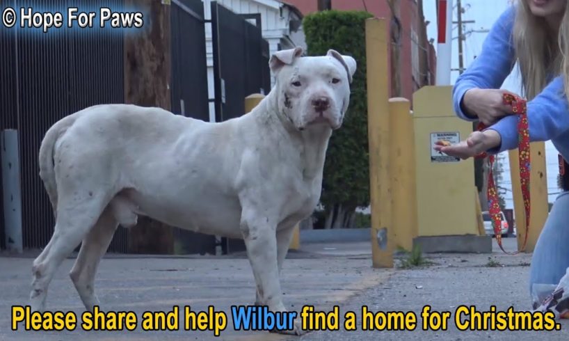 Homeless and abused, this Pit Bull didn't lose HOPE that something amazing will happen!
