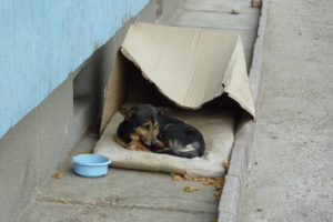 Homeless dog living in a cardboard box gets rescued & has a heartwarming transformation.