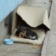 Homeless dog living in a cardboard box gets rescued & has a heartwarming transformation.