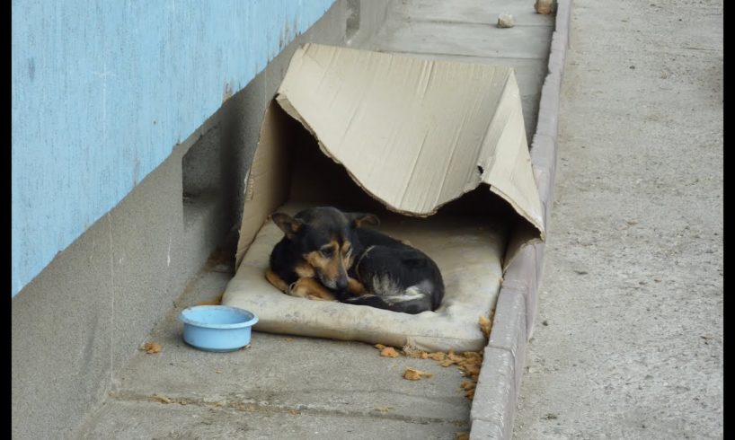 Homeless dog living in a cardboard box gets rescued & has a heartwarming transformation.