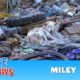 Hope For Paws: A homeless dog living in a trash pile gets rescued, and then does something amazing!