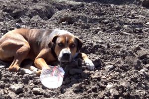 Hope For Paws: Abandoned dog in a construction site wouldn't move because he was so scared.